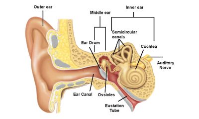 Insdie the ear